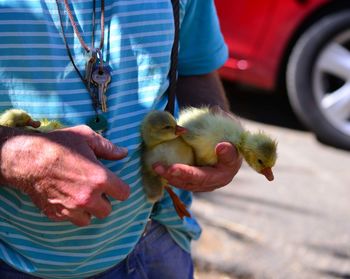 Midsection of man holding ducklings