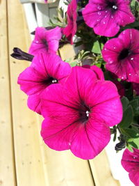 Close-up of pink flowers