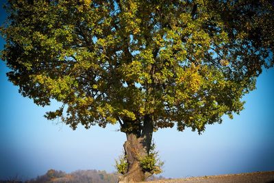 Low angle view of tree against sky during autumn