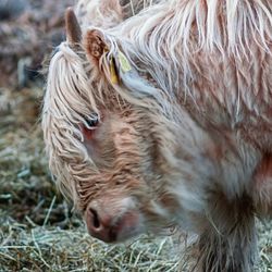Close-up of a dog on field