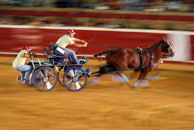 Rear view of man riding horse