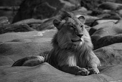 Mono male lion lies on riverbed rocks