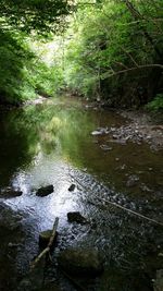 Stream in forest