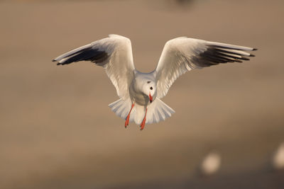 Close-up of bird flying outdoors