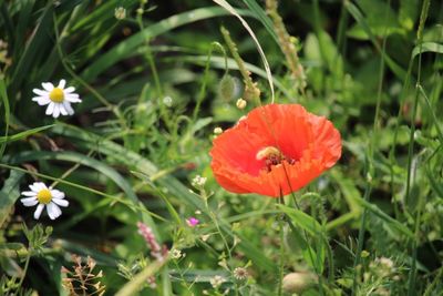 Close-up of poppy on field