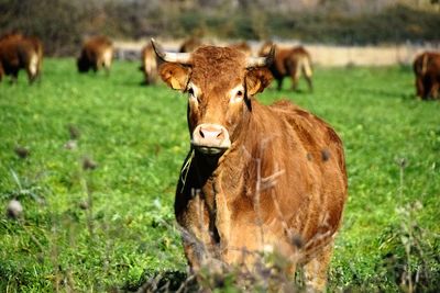 Portrait of cow on field