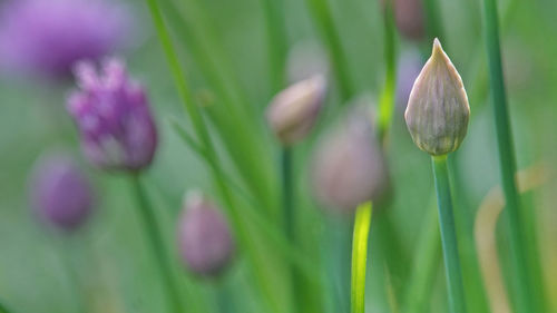 Close-up of purple flowering plants