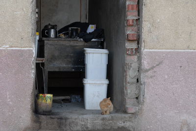 Cat living in street of aswan, egypt