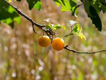 Close-up of fruit growing on tree