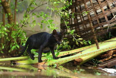 Portrait of black cat