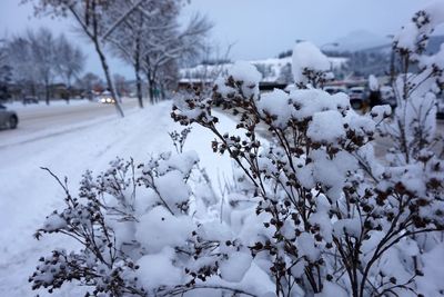 Close-up of snow covered tree