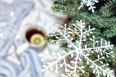 Close-up of christmas tree
