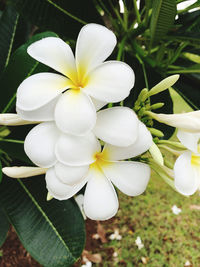 Close-up of white flowering plant