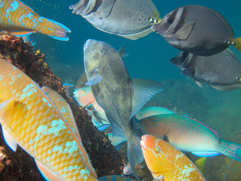 Close-up of fishes swimming in sea