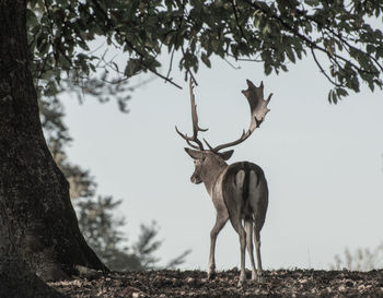 Deer standing in a forest