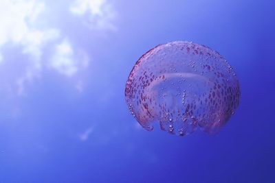 Close-up of jellyfish swimming in sea