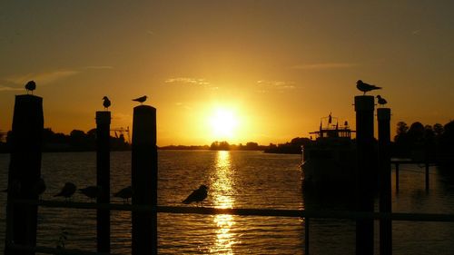 Silhouette of birds on sea against sky during sunset