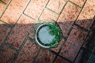 Directly above shot of plants growing on footpath