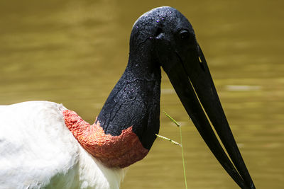 A jabiru stork, jabiru mycteria standing in water, against a natural background in brazil