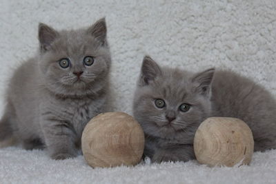 Portrait of kitten sitting at home