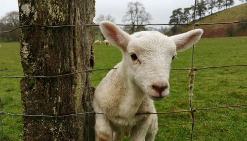 Close-up portrait of a lamb