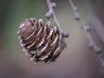 Close-up of wilted plant