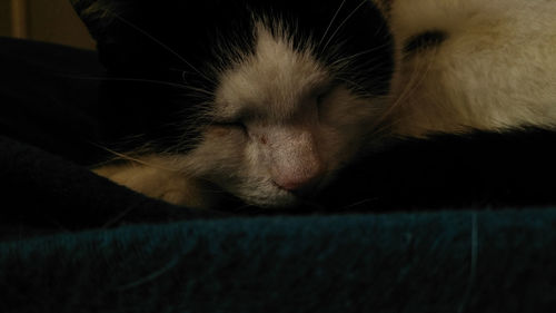 Close-up of cat sleeping at home