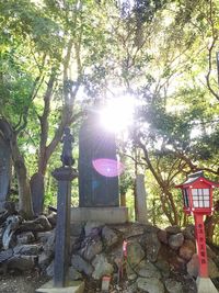 Sun shining through trees in park