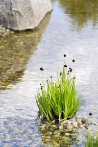 Plants growing in a lake