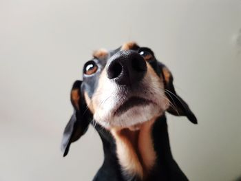 Close-up of dog looking away