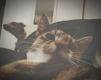 Close-up portrait of cat at home