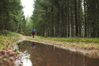 Rear view of man walking amidst trees in forest