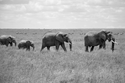 View of elephants on field against sky