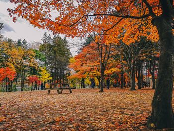 Trees and leaves in park during autumn