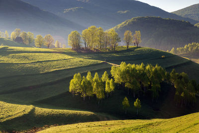 Scenic view of trees on landscape