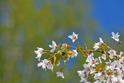 Close-up of white flowers