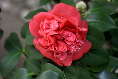 Close-up of red rose