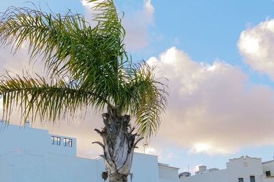 Low angle view of tree against sky