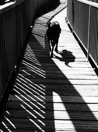 High angle view of person walking on footpath