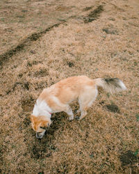 High angle view of dog on field