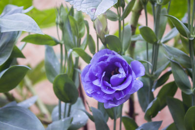 Close-up of purple flowers blooming outdoors