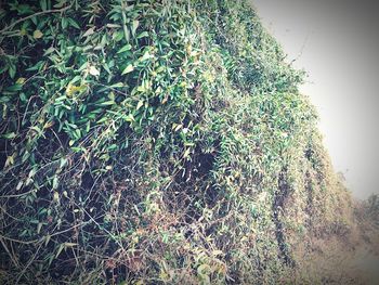 Plants growing on tree trunk