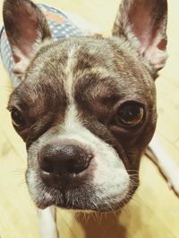 Close-up portrait of a dog