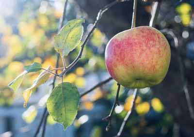 Close-up of fruit growing on tree