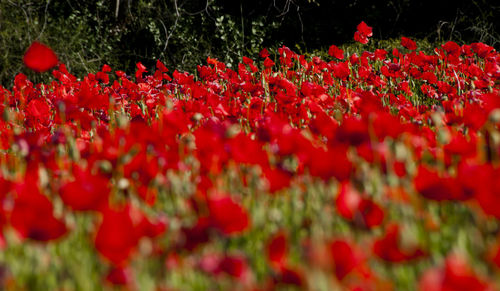 Close-up of poppy flowers