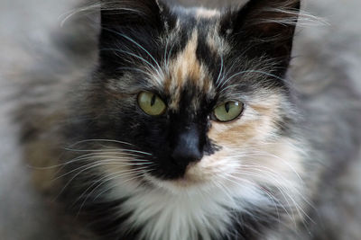 Close-up portrait of cat