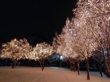 Illuminated trees against sky at night during winter