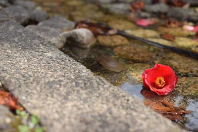 Close-up of red flower