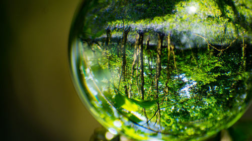 Close-up of tree trunk with moss