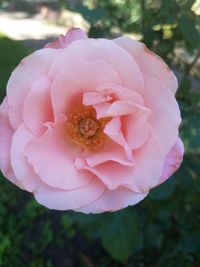 Close-up of pink flower blooming outdoors